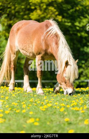 Ein grasendes Haflingerpferd auf frisch grüner Wiese Stockfoto