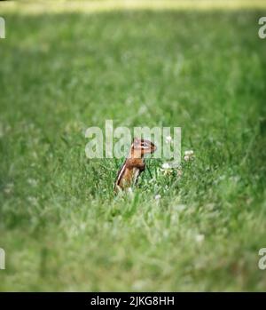 Ein kleiner gestreifter östlicher Streifenhörnchen, Tamias striatus, mitten auf einer Wiese inmitten von weißen Kleeblatt-Blüten im Frühjahr, Sommer, Herbst, Pennsylvania Stockfoto