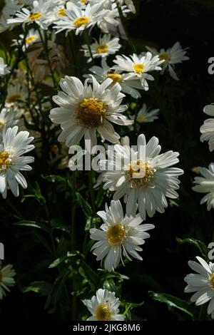 Leukanthemen sind harte Stauden mit kurzen, rechteckigen Blättern und blumigen Blütenköpfen, die mit weißen Strahlen geschmückt sind. Stockfoto