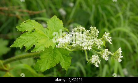 Riesenhuhn Heracleum mantegazzianum Blüte Blüte Blüte Wagenrad-Blume, westliche Honigbiene fliegende Insekten sammeln Sägeachene, invasive Stockfoto