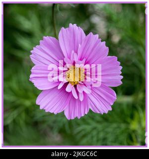 Cosmos bipinnatus, stammt aus Mexiko und macht eine schöne krautige Grenze Sommer blühenden Gartenpflanze Stockfoto