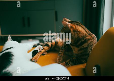 Eine flache Fokusaufnahme von zwei Hauskatzen, die auf der Couch im Haus in der Nähe des Fensters liegen Stockfoto