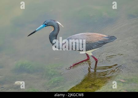 Eine Nahaufnahme eines tricolorierten Reiher, der im Wasser läuft. Egretta tricolor. Stockfoto