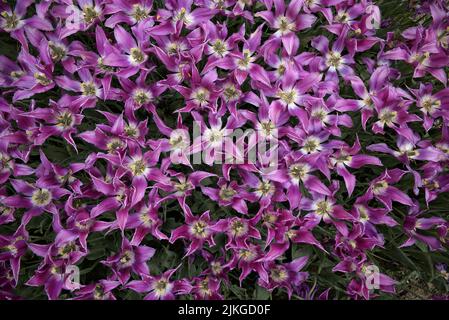 Die hoch-Winkel-Ansicht von oben lila geöffnet Tulpenblüten Stockfoto