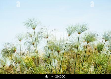 Papyrus Pflanze (Cyperus papyrus) gegen blauen Himmel. Bwabwata-Nationalpark, Kwando-Fluss, Caprivi-Streifen, Namibia, Afrika Stockfoto