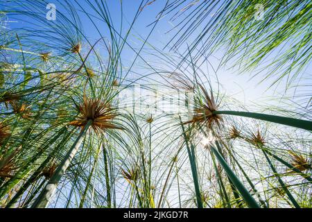 Papyrus Pflanze (Cyperus papyrus) gegen blauen Himmel. Bwabwata-Nationalpark, Kwando-Fluss, Caprivi-Streifen, Namibia, Afrika Stockfoto