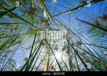 Papyrus Pflanze (Cyperus papyrus) gegen blauen Himmel. Bwabwata-Nationalpark, Kwando-Fluss, Caprivi-Streifen, Namibia, Afrika Stockfoto