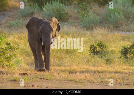 Elefantenbulle (Loxodonta africana) geht in Richtung Kamera. Kruger Nationalpark, Südafrika, Afrika Stockfoto