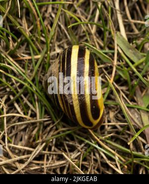 Die Braune-Lipped Snail ist eine gewöhnliche Landschnecke auf Heide- und Küstenklippen in der südlichen Hälfte Großbritanniens. Stockfoto