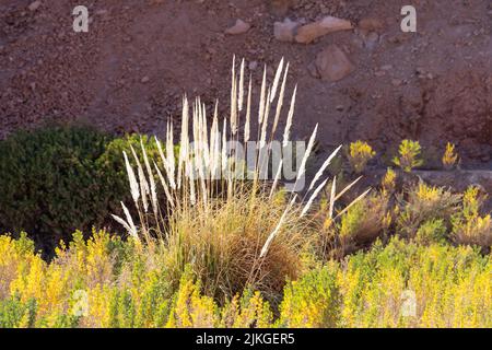 Pampas-Gras wächst im Catarpe-Tal bei San Pedro de Atacama in der Atacama-Wüste im Norden Chiles. Stockfoto
