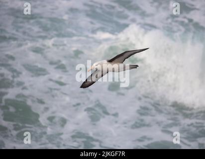 Mehr als 70 % der Weltbevölkerung des Schwarzbrauenalbatroses (Thalassarche melanophris) brüten in Kolonien auf den Falklandinseln Stockfoto