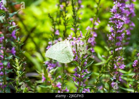 Ein Schmetterling wird auf einer Finkenblume im Garten geparkt Stockfoto