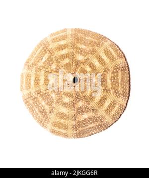Bild von Seeigel Shell auf weißem Hintergrund. Muscheln. Unterwassertiere. Stockfoto