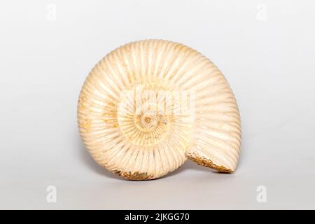 Bild von Ammonit auf weißem Hintergrund. Fossil. Muscheln. Stockfoto