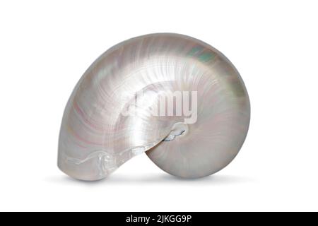 Abbildung einer Perlenschale eines nautilus pompilius auf weißem Hintergrund. Muscheln. Unterwassertiere. Stockfoto