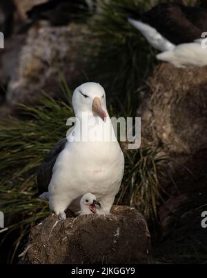 Mehr als 70 % der Weltbevölkerung des Schwarzbrauenalbatroses (Thalassarche melanophris) brüten in Kolonien auf den Falklandinseln Stockfoto