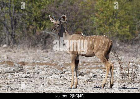 Großer Kudu (Tragelaphus strepsiceros), junges Männchen, auf aridem Boden stehend, wachsam, Etosha-Nationalpark, Namibia, Afrika Stockfoto