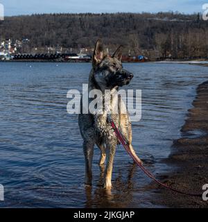 Ein junger glücklicher Deutscher Schäferhund spielt an einem Strand. Sable farbige Arbeitslinie Rasse Stockfoto