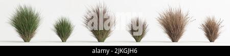 3D Illustration des Sets chionochloa rubra Stockfoto