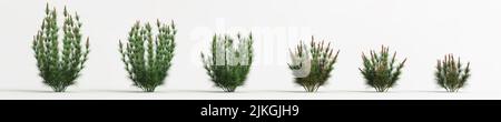 3D Illustration des Sets elegia capensis Gras isoliert auf weißem Hintergrund Stockfoto