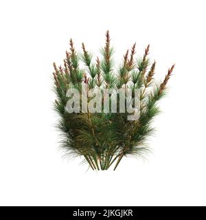 3D Illustration von legia capensis Gras isoliert auf weißem Hintergrund Stockfoto