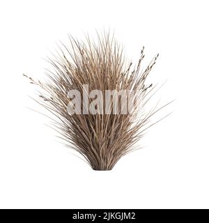 3D Illustration von Chionochloa rubra Stockfoto