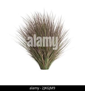 3D Illustration von Chionochloa rubra Stockfoto