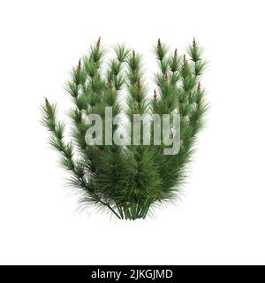 3D Illustration von legia capensis Gras isoliert auf weißem Hintergrund Stockfoto