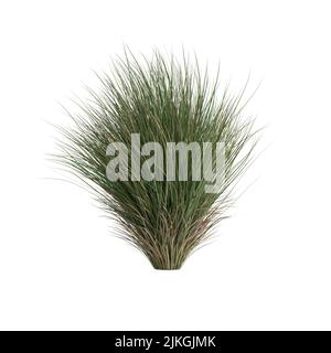 3D Illustration von Chionochloa rubra Stockfoto