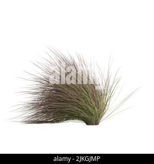 3D Illustration von Chionochloa rubra Stockfoto