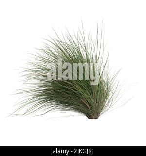 3D Illustration von Chionochloa rubra Stockfoto