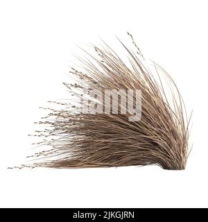 3D Illustration von Chionochloa rubra Stockfoto