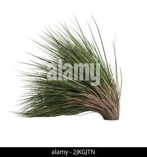 3D Illustration von Chionochloa rubra Stockfoto