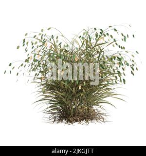 3D Illustration von Chasmanthium latifolium Gras isoliert auf weißem Hintergrund Stockfoto