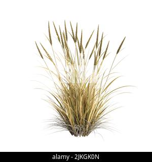 3D Illustration von Ammophila brevilugatta Gras isoliert auf weißem Hintergrund Stockfoto