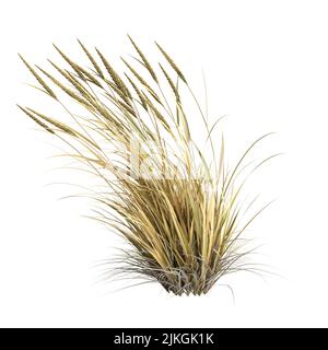 3D Illustration von Ammophila brevilugatta Gras isoliert auf weißem Hintergrund Stockfoto