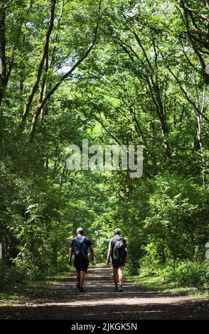 Geesthacht, Deutschland. 02. August 2022. Bei sommerlichen Temperaturen laufen zwei Wanderer auf einem schattigen Weg durch ein Waldgebiet in der Nähe von Hamburg. Quelle: Christian Charisius/dpa/Alamy Live News Stockfoto