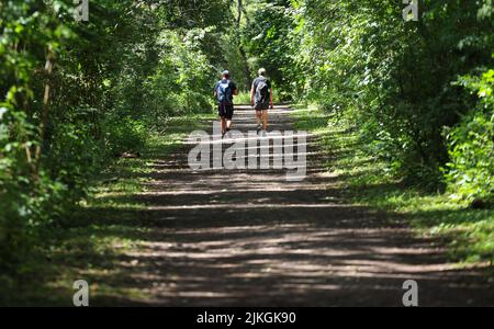 Geesthacht, Deutschland. 02. August 2022. Bei sommerlichen Temperaturen laufen zwei Wanderer auf einem schattigen Weg durch ein Waldgebiet in der Nähe von Hamburg. Quelle: Christian Charisius/dpa/Alamy Live News Stockfoto