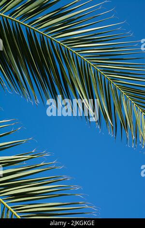 Tropische Blätter einer Palme gegen den klaren blauen Sommerhimmel Stockfoto