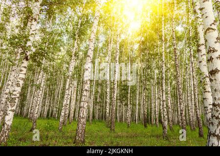 Birkenwald im Morgenlicht mit Sonnenlicht. Birken in den Strahlen der leuchtend gelben Sonne Stockfoto