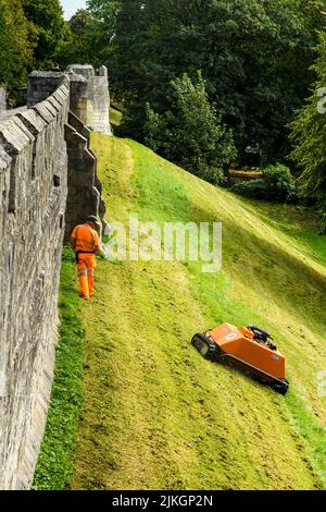 Grashang, der von einem ferngesteuerten orangefarbenen Mähroboter (KommTek RoboFlail) und Arbeiter in der historischen Stadtmauer von York, Yorkshire, England, Großbritannien, gemäht wird. Stockfoto