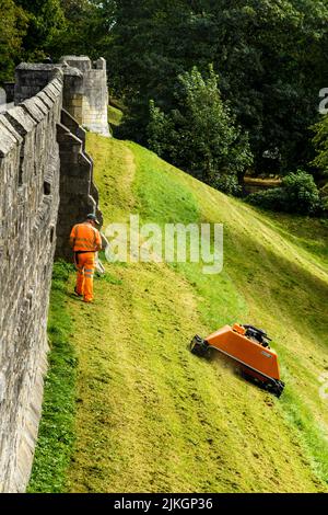 Grashang, der von einem ferngesteuerten orangefarbenen Mähroboter (KommTek RoboFlail) und Arbeiter in der historischen Stadtmauer von York, Yorkshire, England, Großbritannien, gemäht wird. Stockfoto
