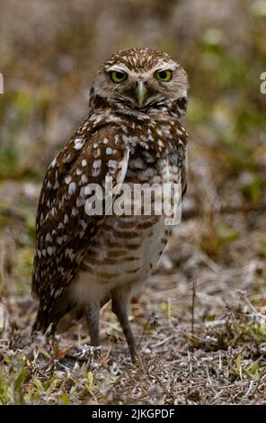 Vertikales Porträt von hellen Augen, Gefieder und langen Beinen der wachsam Burwing Owl in der Nähe von Höhlen in Cape Coral, Florida, USA Stockfoto