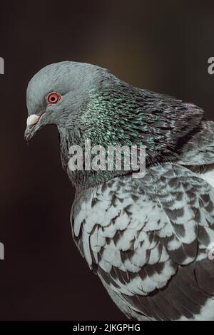 Eine vertikale Nahaufnahme einer wilden Taube, die zur Seite schaut Stockfoto