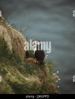 Eine vertikale Aufnahme eines Atlantischen Paffins (Fraterkula arctica) auf einem verschwommenen Hintergrund auf den Färöer-Inseln Stockfoto