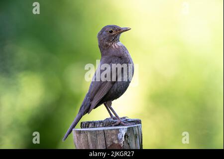 Amsel-Weibchen auf einem Gartenzaun, Boundary, England, Großbritannien. Stockfoto