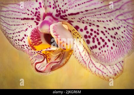 Eine wunderschöne Aussicht auf eine Orchideenblume auf einem gelben Hintergrund Stockfoto