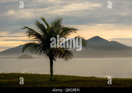Eine Landschaft von einem einsamen Kokosnussbaum auf dem Gras unter Sonnenuntergang grauen Himmel durch Seestücke Stockfoto