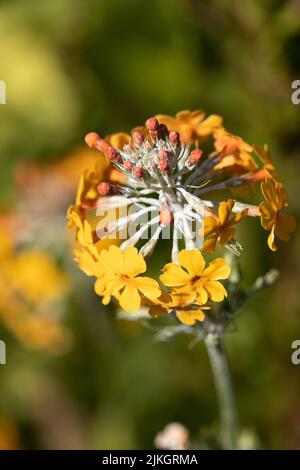 Primula Candleabra goldgelb Stockfoto