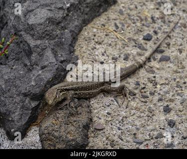 Eine Nahaufnahme einer Sandeidechse (Lacerta agilis) auf einem Stein Stockfoto